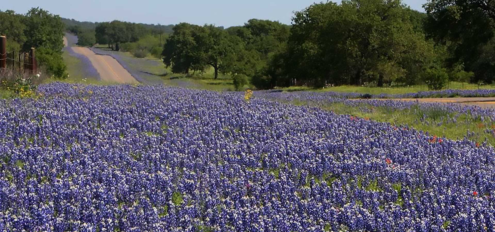 Field of bluebonnets