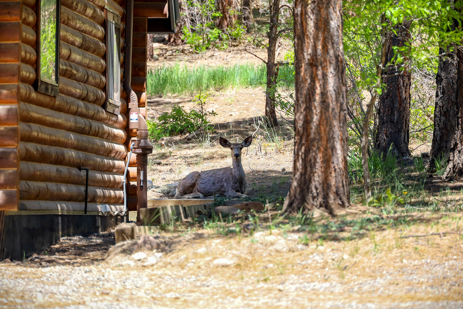 Millie's Meadow | Pagosa Springs, CO | Log Cabin